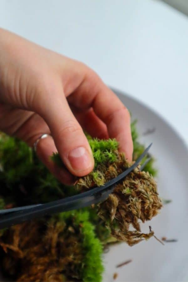 Image of trimming Cushion Moss.