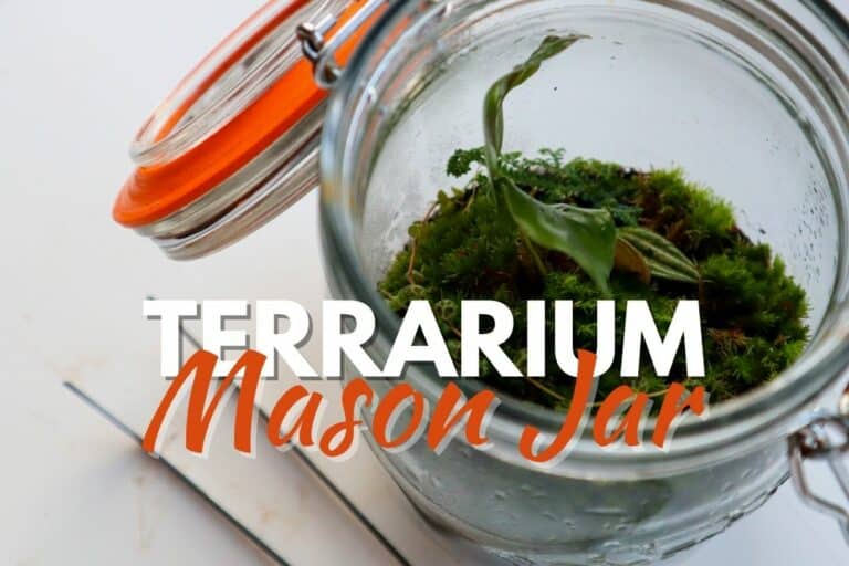 mason jar terrarium