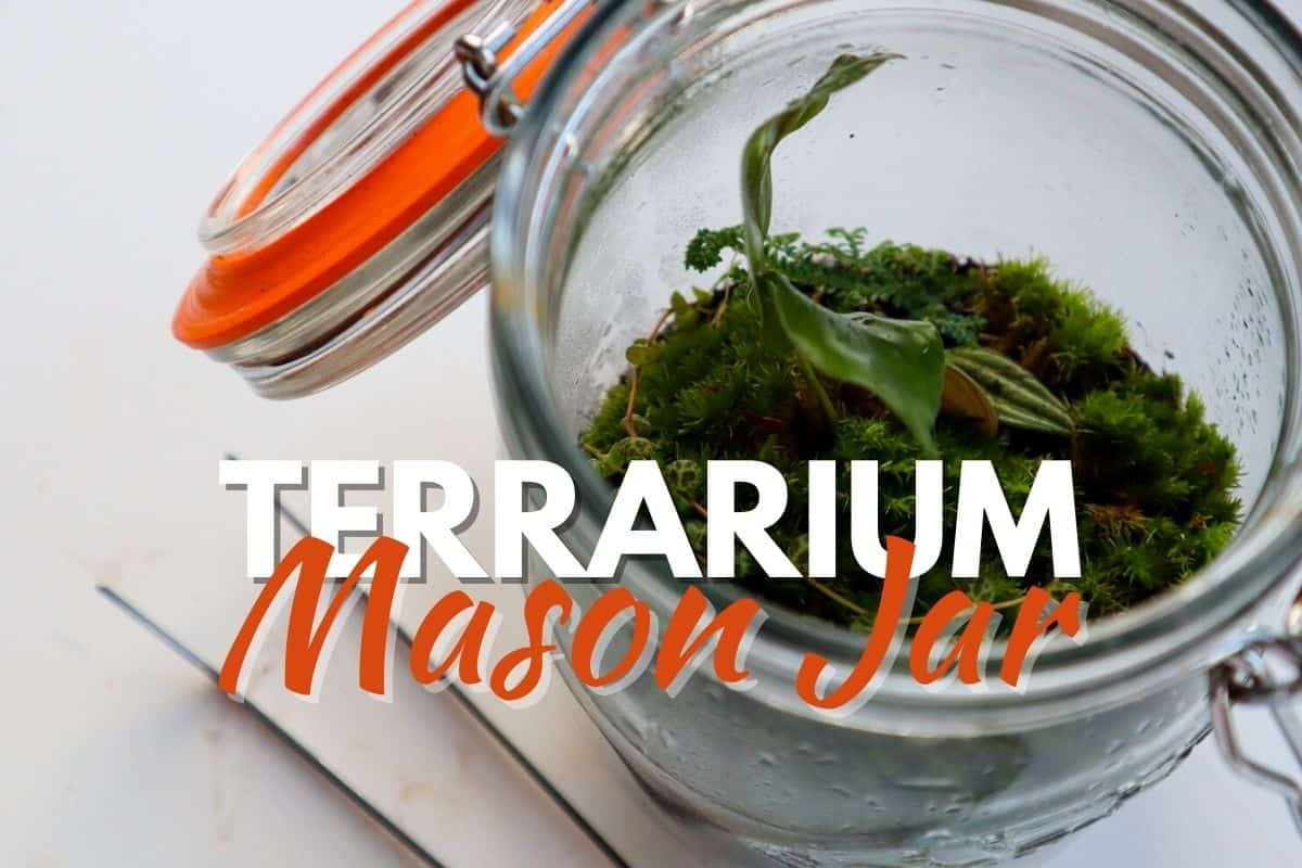 How to Make a Mason Jar Terrarium (StepbyStep Guide)
