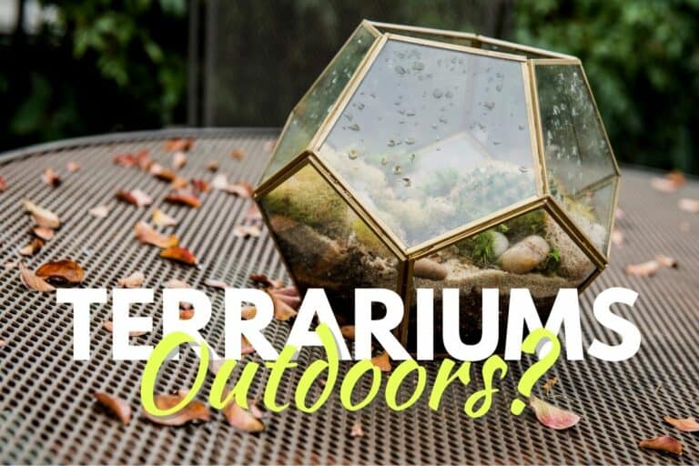 a picture of a terrarium outdoors