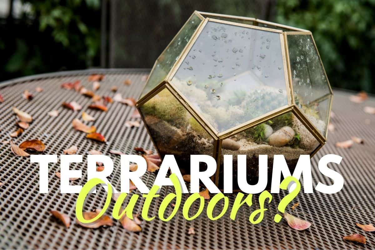 Outdoor Terrariums Do They Work? (Challenges + Solutions)