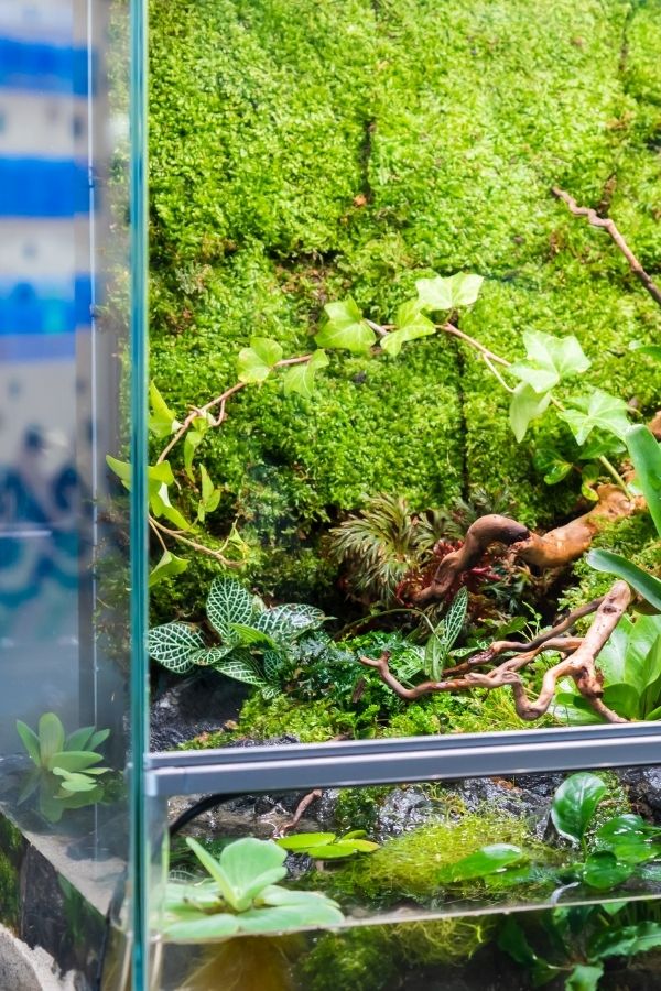 Image of a paludarium with a range of vines, mosses and foliage plants.