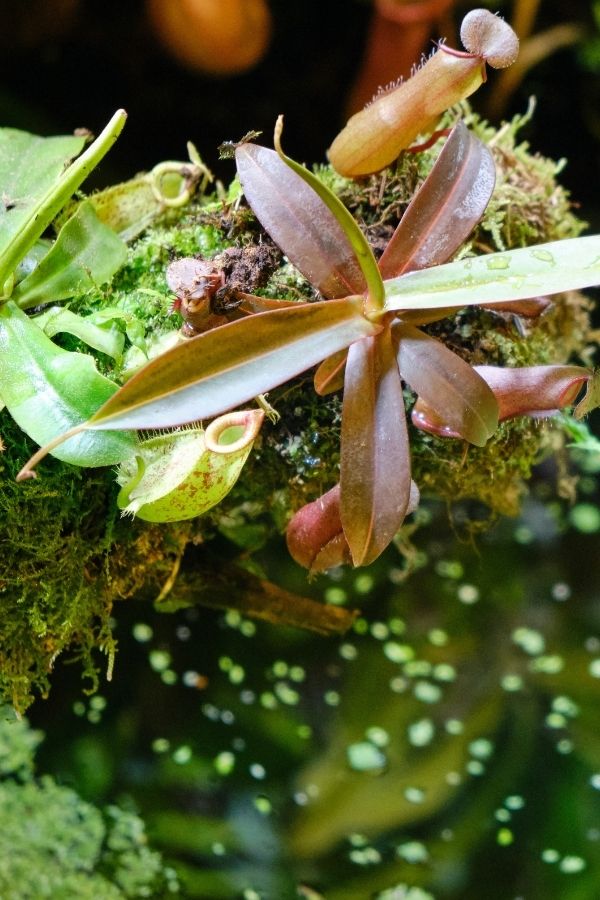 Image of epiphytic plants on a branch