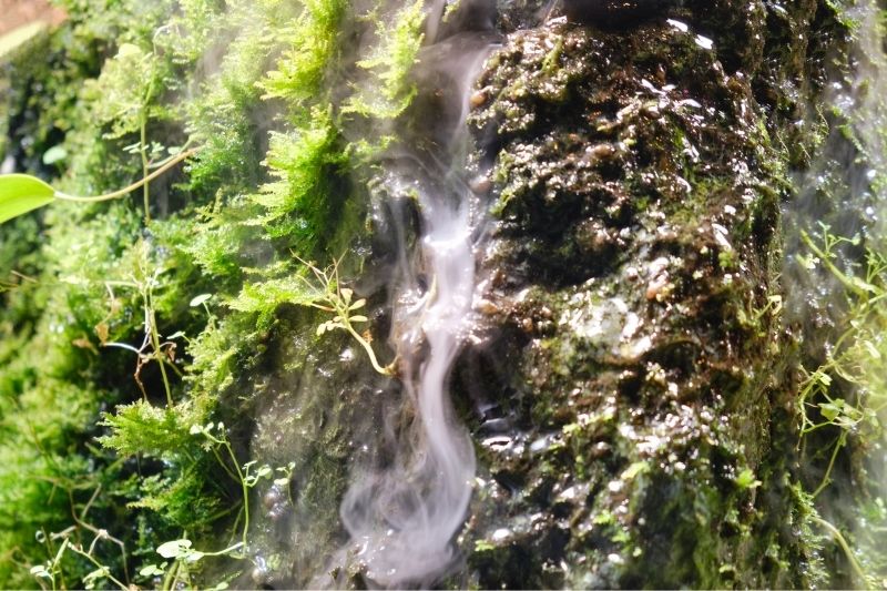 Image of a fogging system in a paludarium