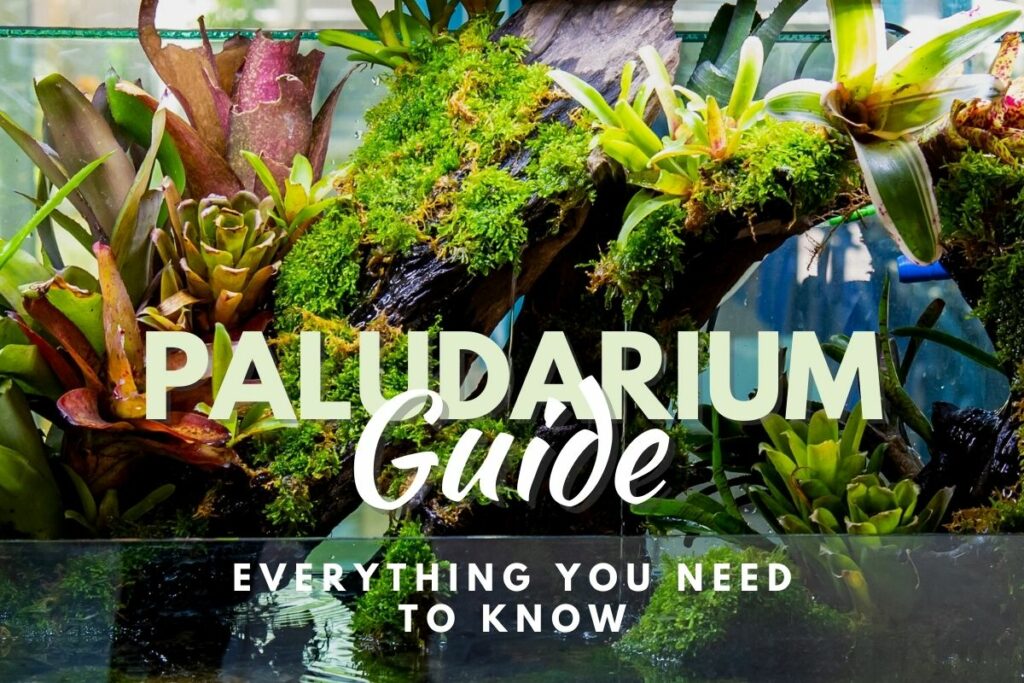 Featured image of a paludarium