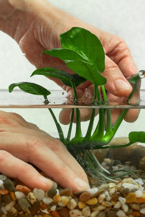 Image of an emersed Anubias.