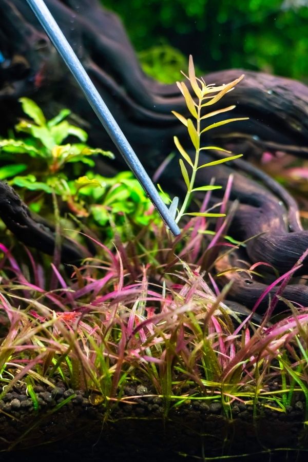 Image of underwater plants