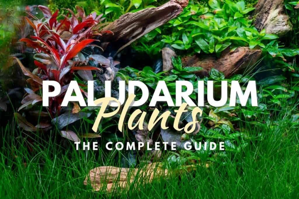 Care Guide For Live Aquarium Plants For Beginner – Splashy Fish