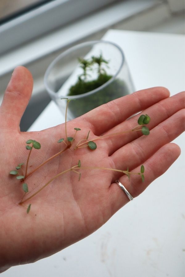 Image of Pilea glauca