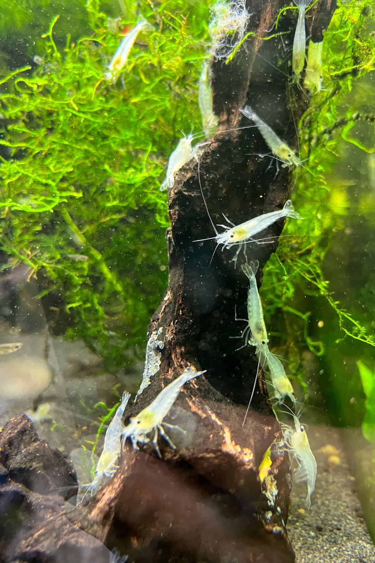 Shrimp in paludarium