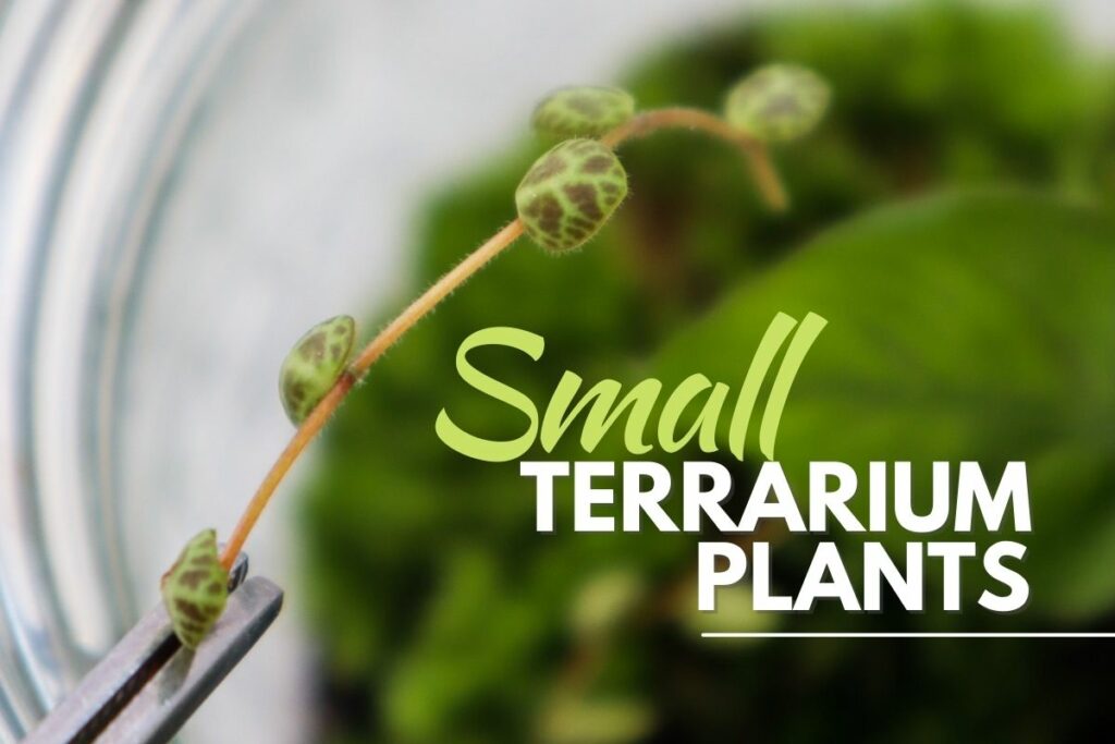 10-wonderfully-small-terrarium-plants-for-tiny-projects