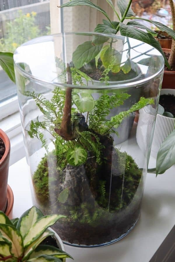 Types of Terrarium Which is Best for You? (+ Examples) Terrarium Tribe