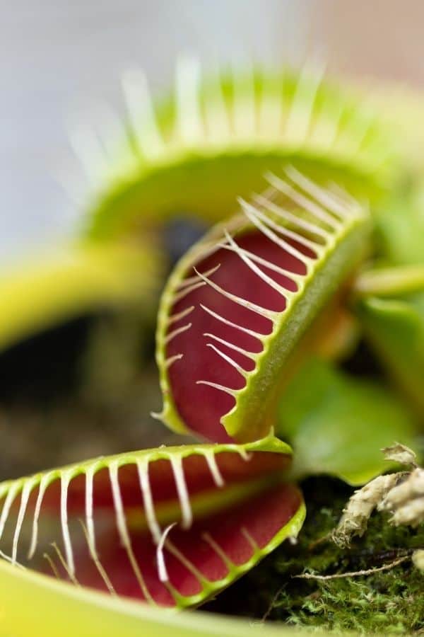 Venus Flytrap plant