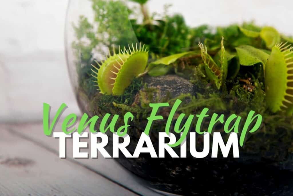 Venus Fly Trap: How Much Water & Light Does it Need to Thrive?