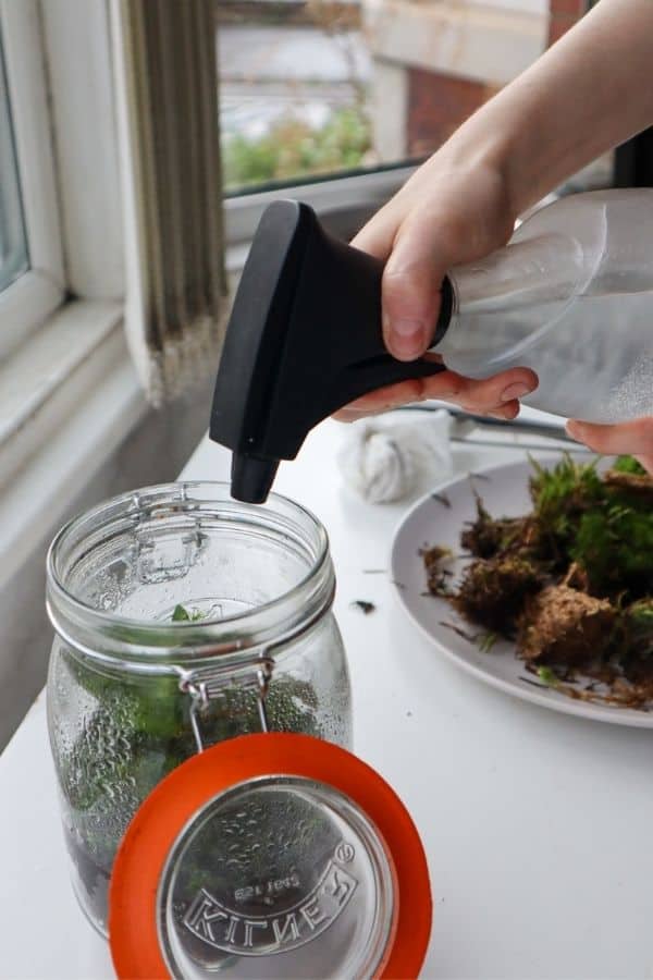 Image of a mason jar terrarium being watered.