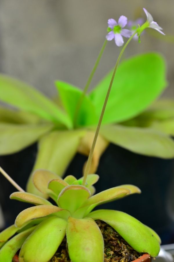 Butterwort carnivorous plant terrarium