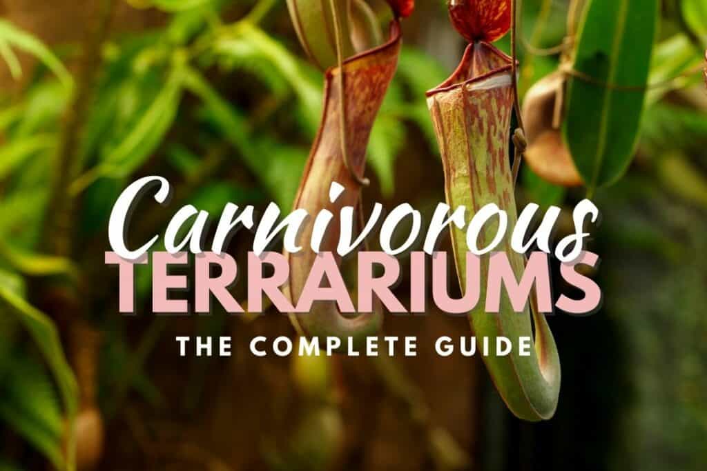 Carnivorous plant terrarium additional information