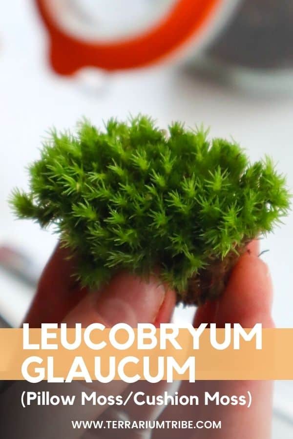 Cushion Moss - Leucobryum glaucum