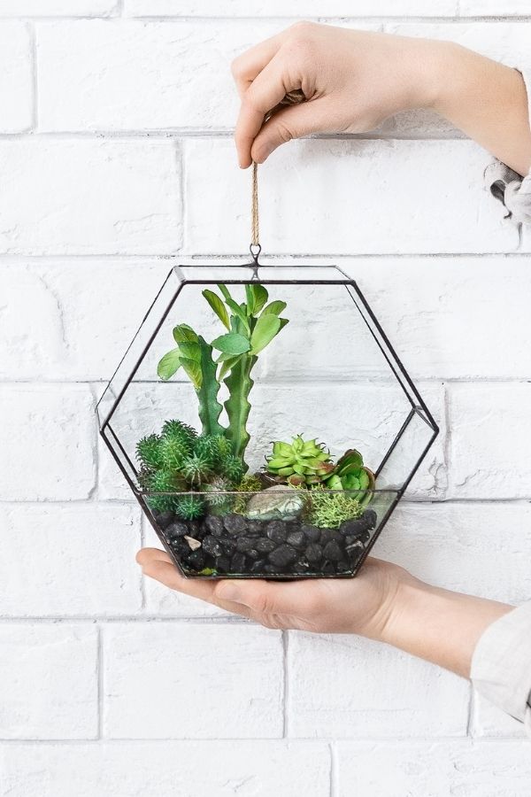 Hanging succulent terrariums