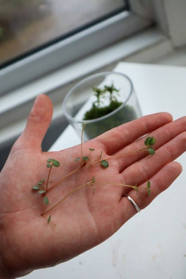 Pilea glauca cuttings