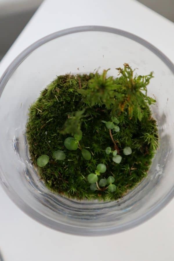 Jar terrarium