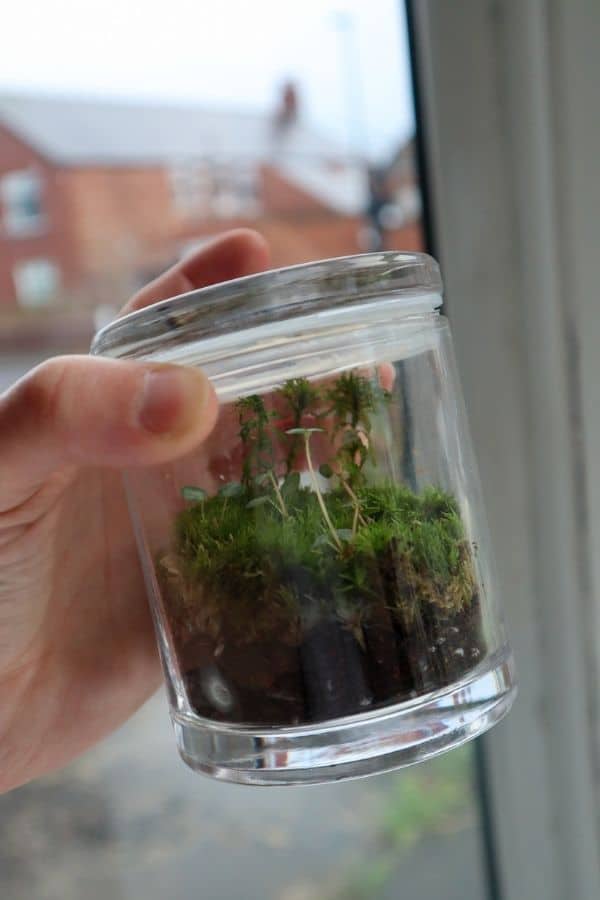 Jar terrarium