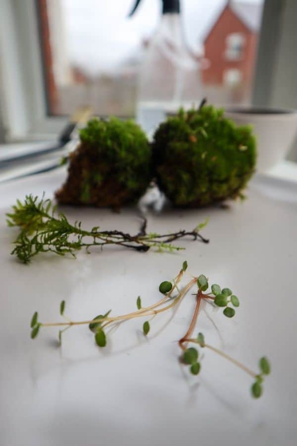 pilea glauca and cushion moss