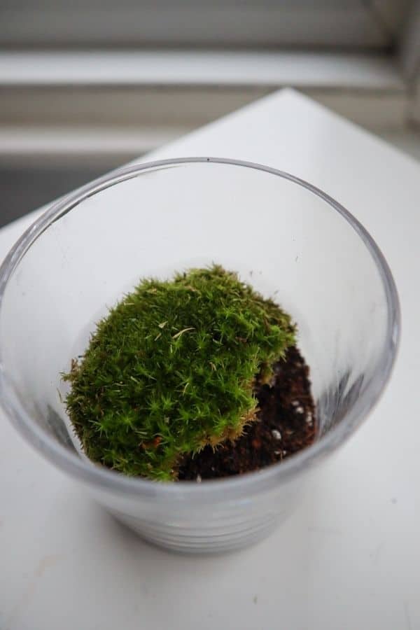 terrarium with moss