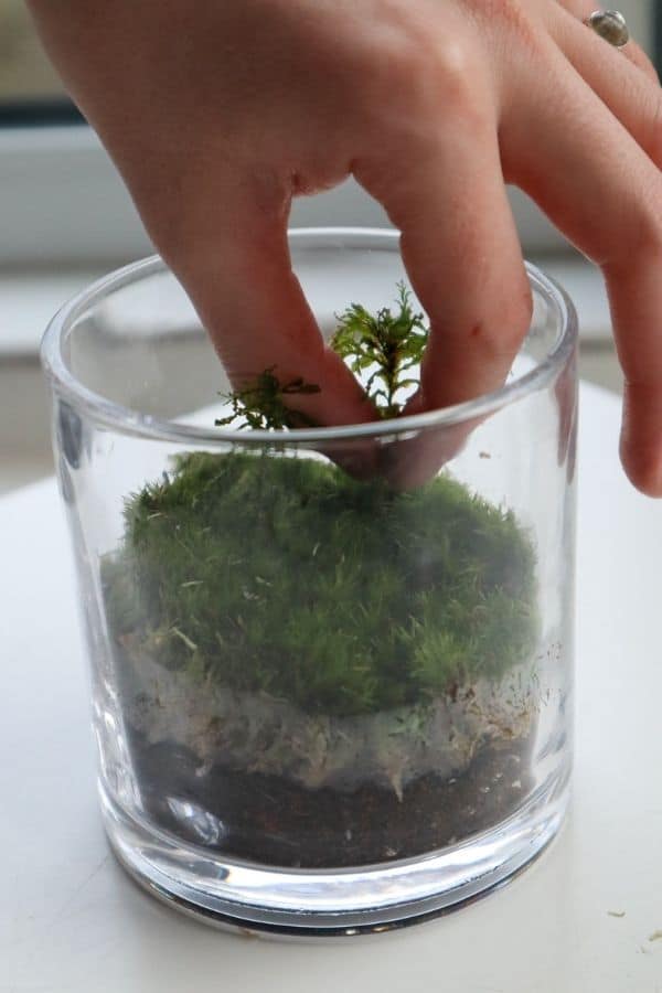 Jar terrarium