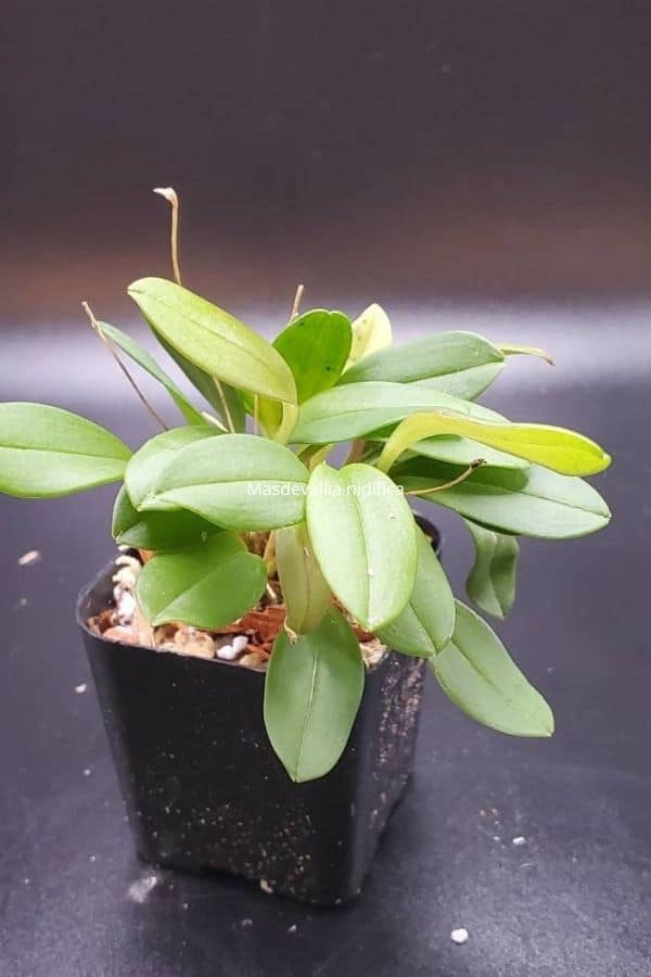 Nephrolepis nidifica