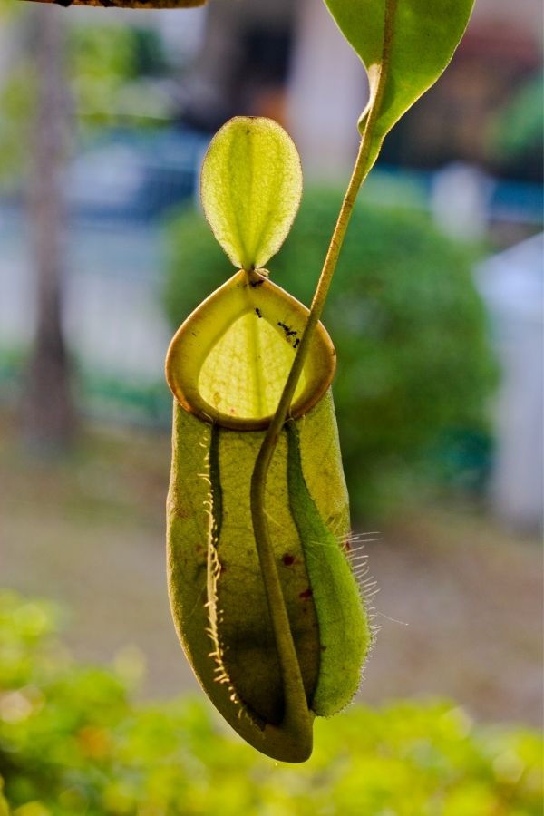 Pitcher plant