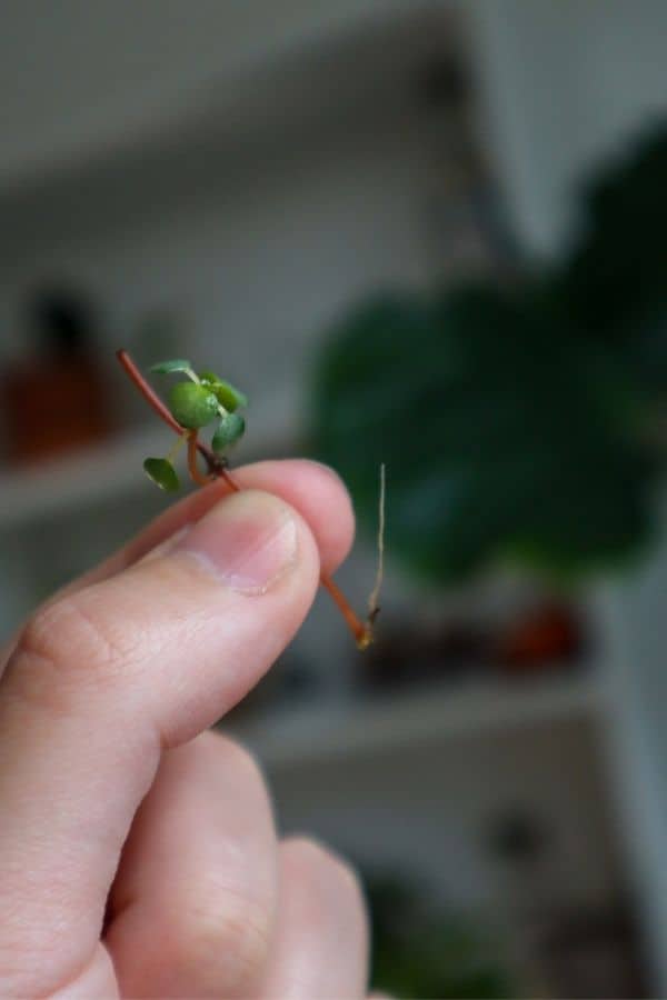 Pilea glauca cutting