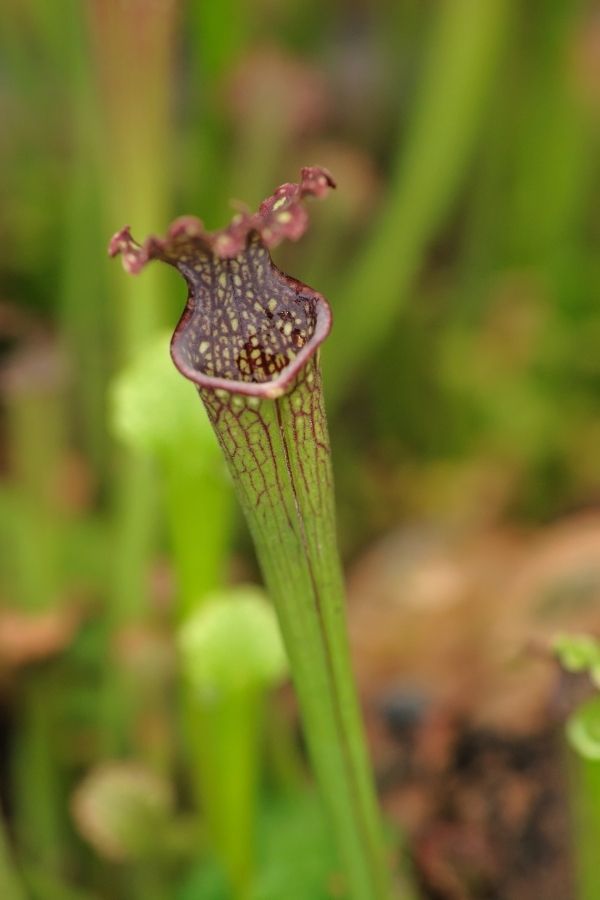 Trumpet pitcher plant