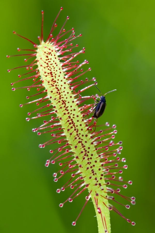 Sundew Drosera capturing an insect