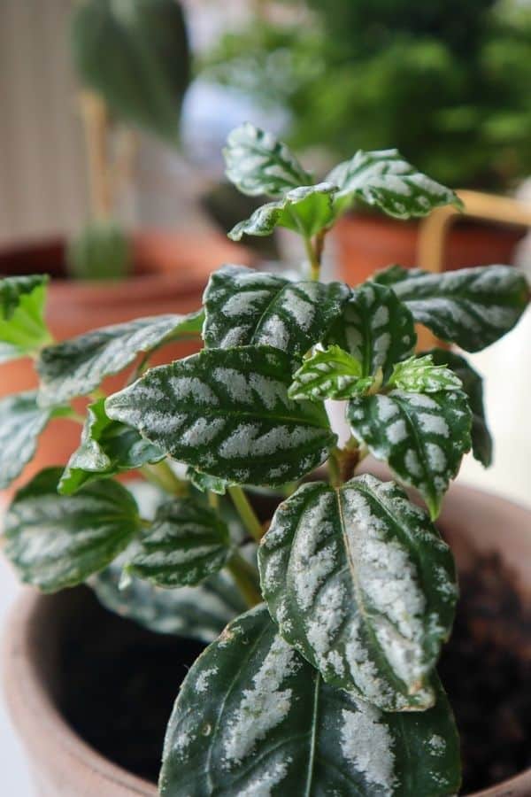 Aluminum Plant (Pilea cadierei)