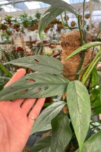 Cebu Blue Pothos (Epipremnum pinnatum) Care & Growth Guide