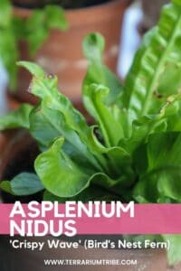 Asplenium Nidus (Crispy Wave Fern)