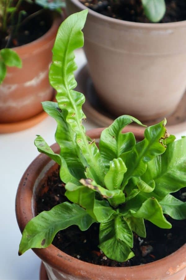 The famous "Birdsnest" of the Crispy Wave Fern.