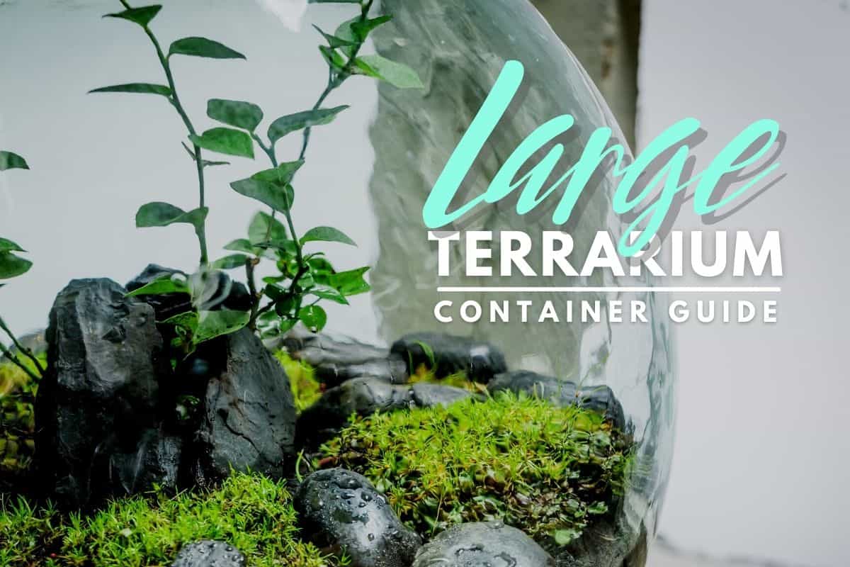 Where can I buy large glass containers for a terrarium like the