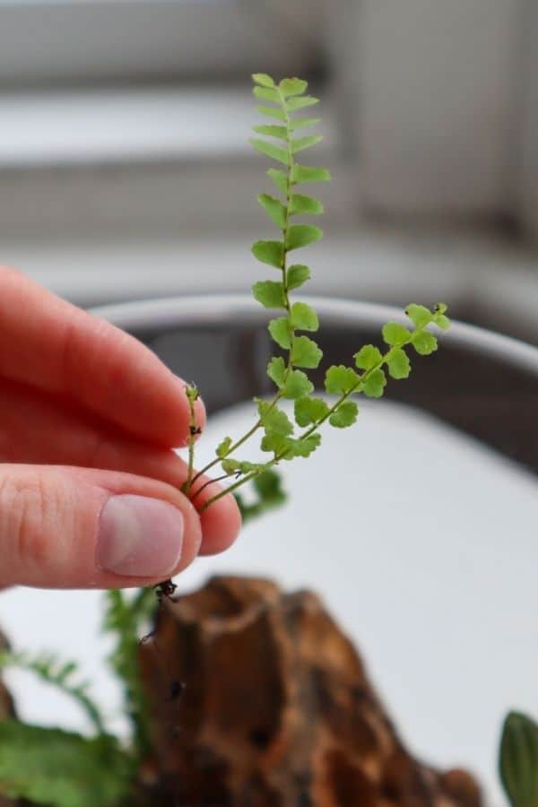 Lemon Button Fern