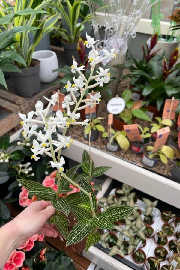 Ludisia discolor Pinstriped Jewel Orchid