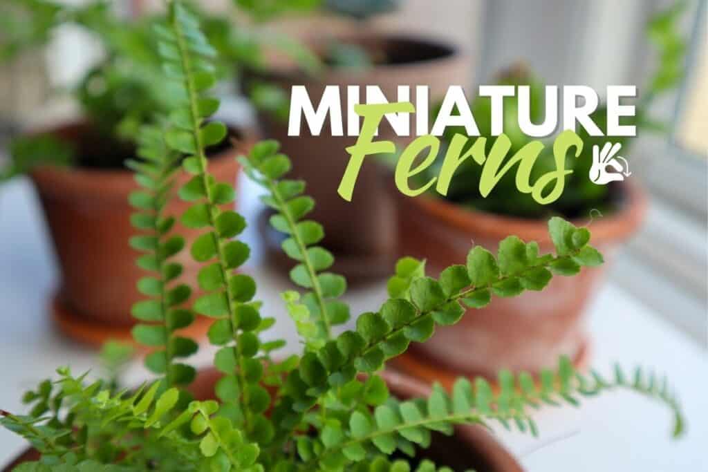 Types Of Fern Plants