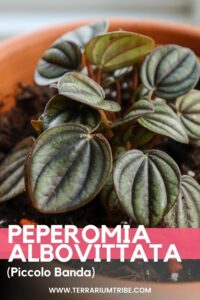 Peperomia albovittata (Piccolo Banda)