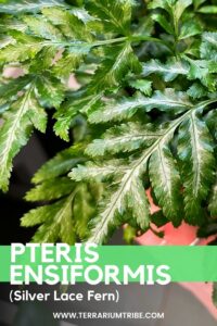 Pteris ensiformis