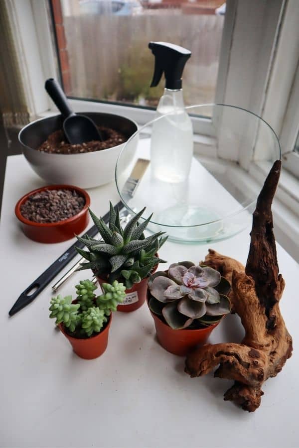 All the supplies we'll be using for out make a succulent terrarium !