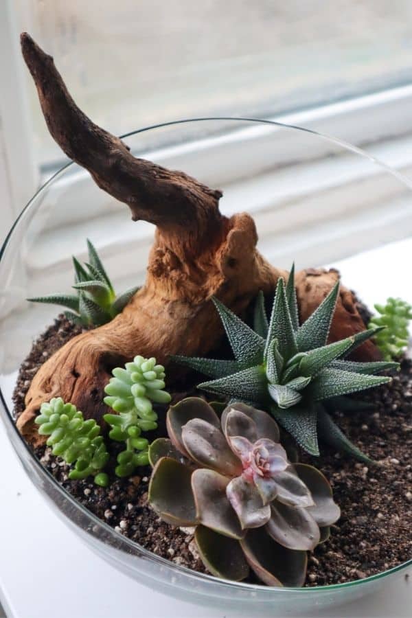 Create Succulent terrarium /almost anything /glass pots