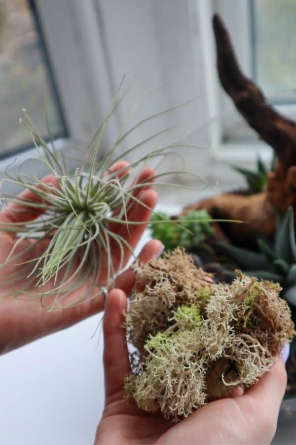 Air Plant vs. Preserved Moss