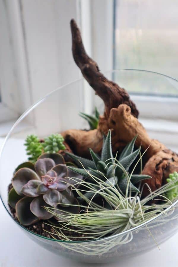 succulent terrarium