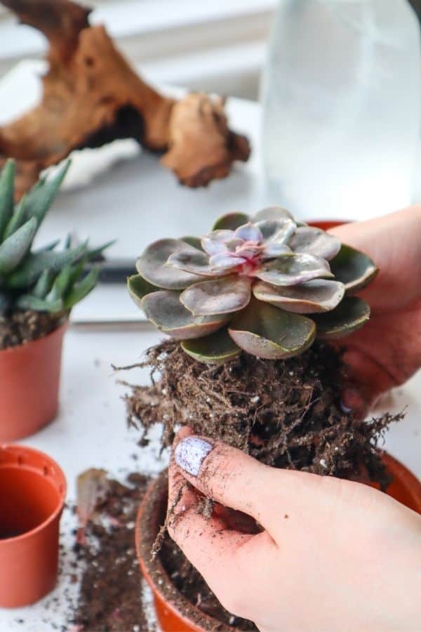 Removing susbtrate from an Echeveria succulent