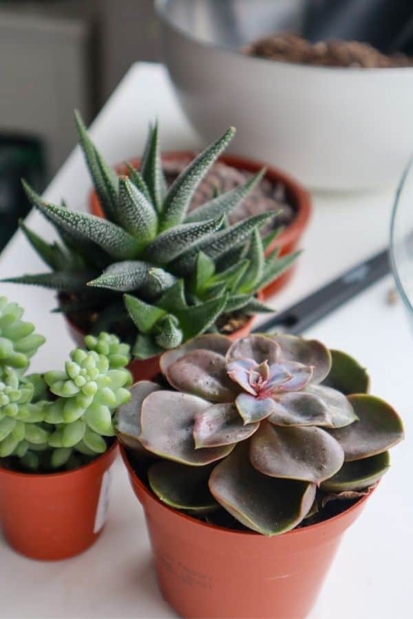 Succulents garden on a bench/ make a succulent terrarium / search